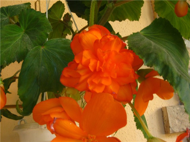 begonije